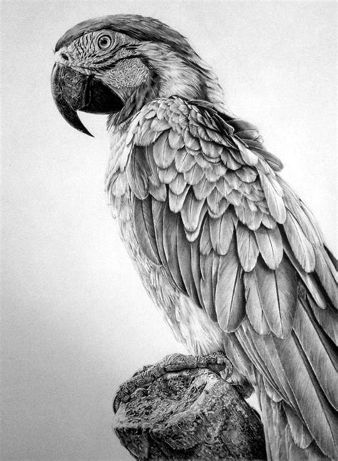 animals pencil drawing images|Animal Pencil Sketches royalty.